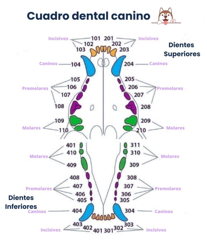 miMundoPets.com-Cuadro-dental-canino-denticion-en-cachorros