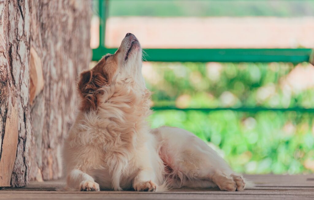 miMundoPets.com-aullidos-caninos