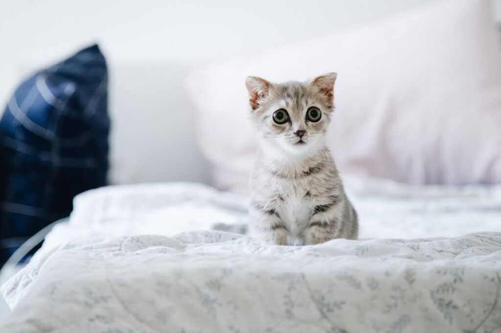 Como elegir a tu mascota perfecta Como elegir a tu mascota perfecta