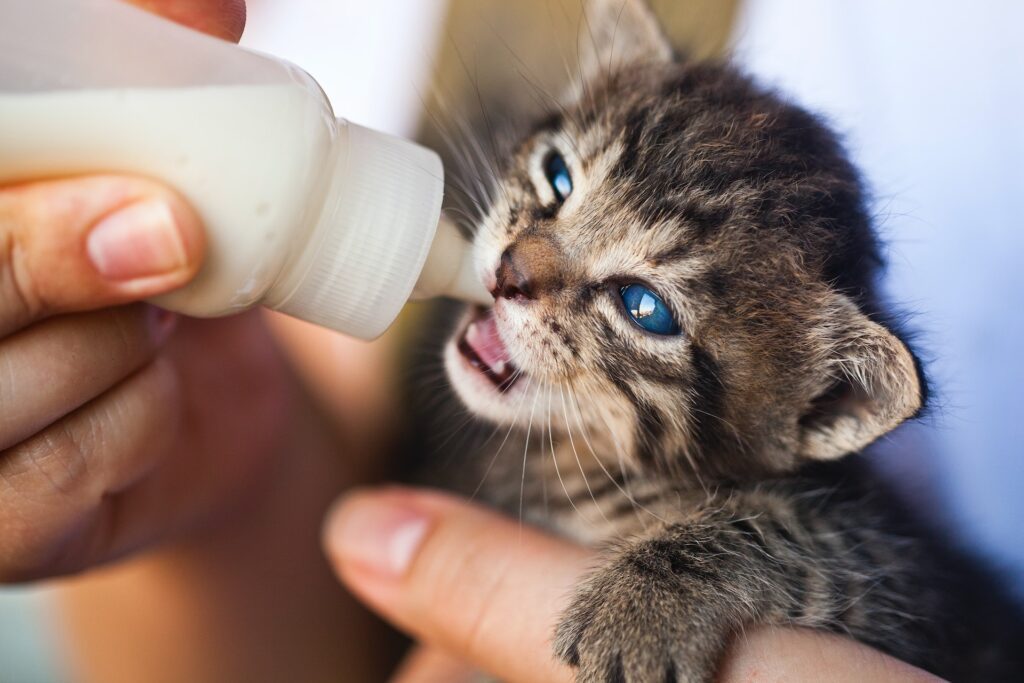 miMundoPets.com-cuando-los-gatos-dejan-de-tomar-leche