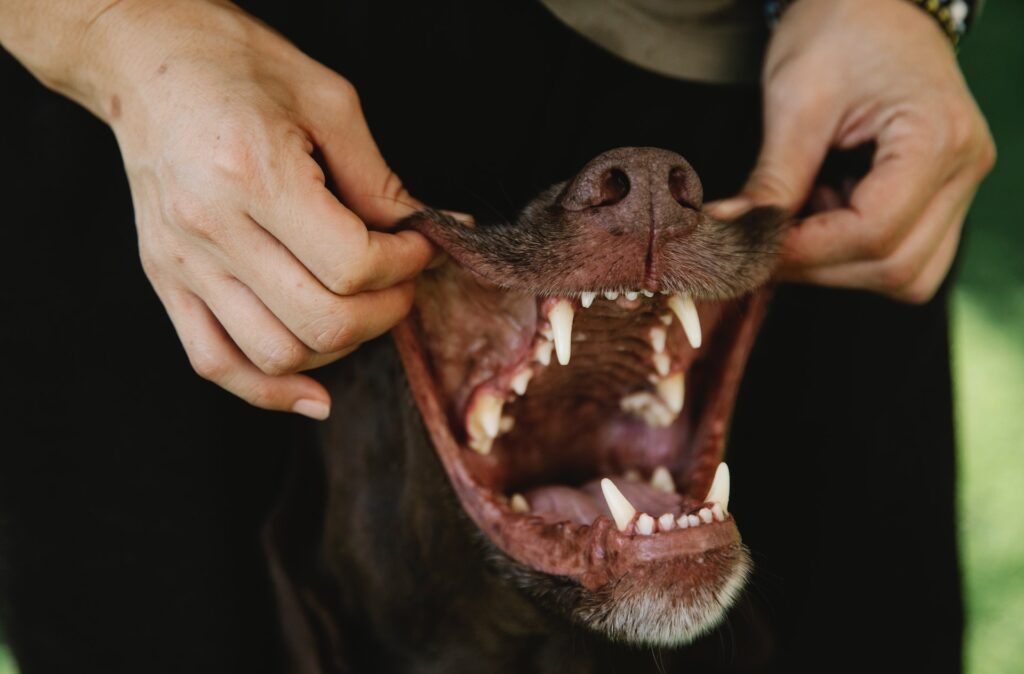 miMundoPets.com-dentincion-de-cachorros