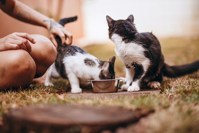 miMundoPets.com-mejores-alimentos-saludables-para-gatos1