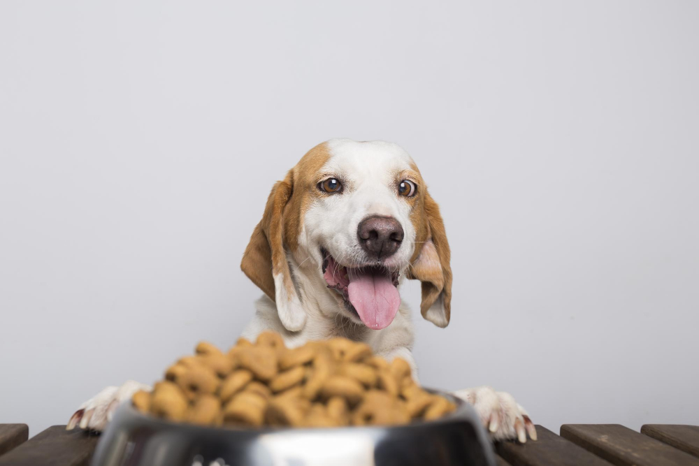 miMundoPets.com-mejores-alimentos-saludables-para-perros1