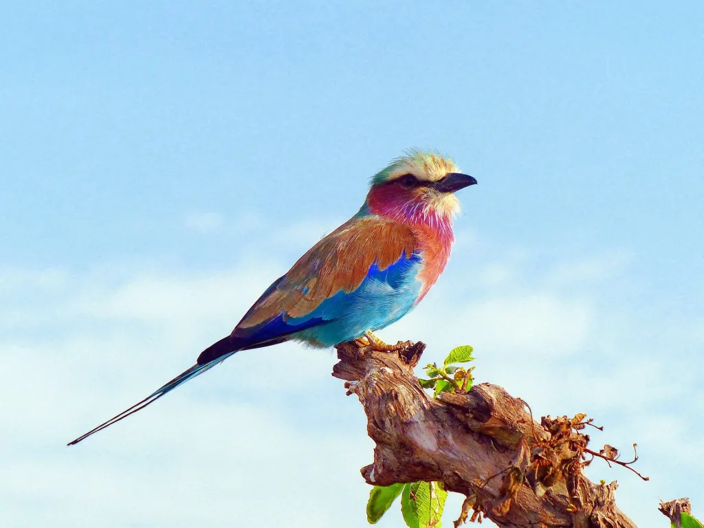 Aves de áfrica