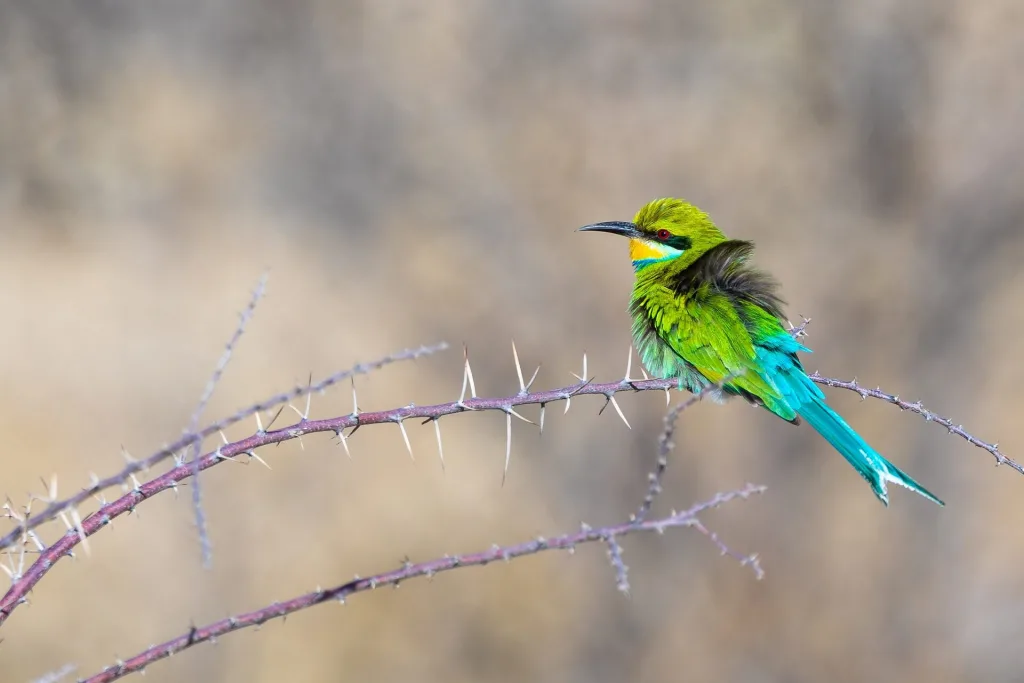 Merops Apiaster 