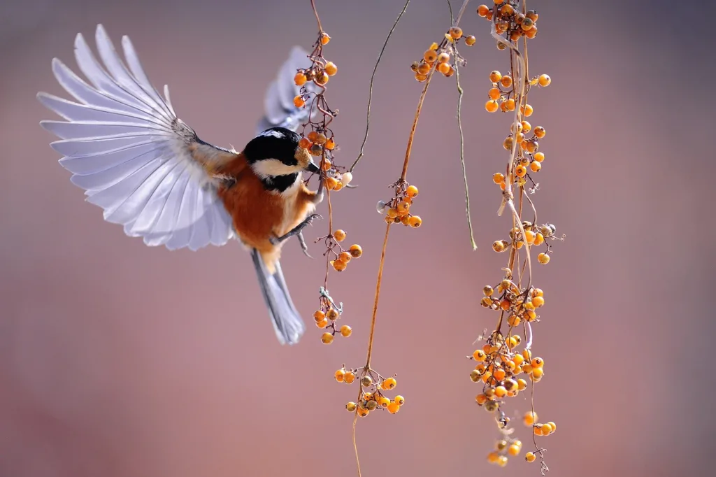 Pájaro aleteando