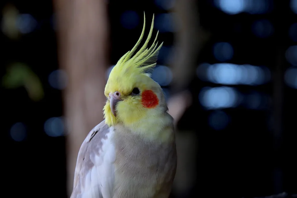 Cacatua