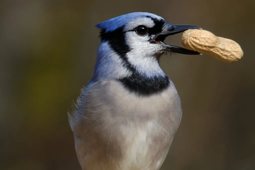 Alimentación de los pájaros