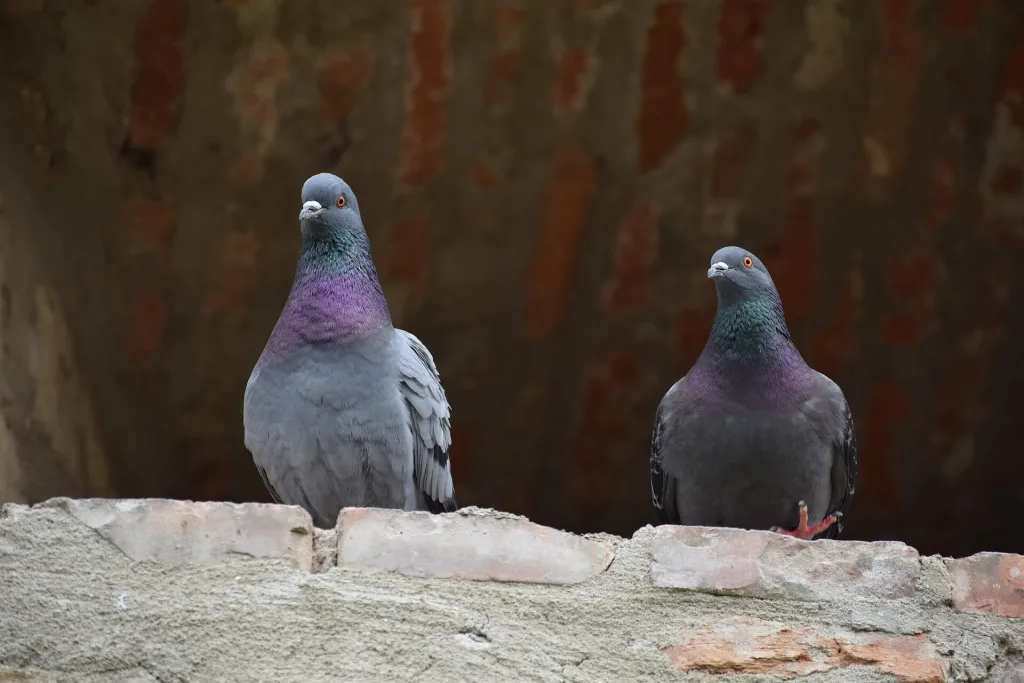 Aves como mascotas