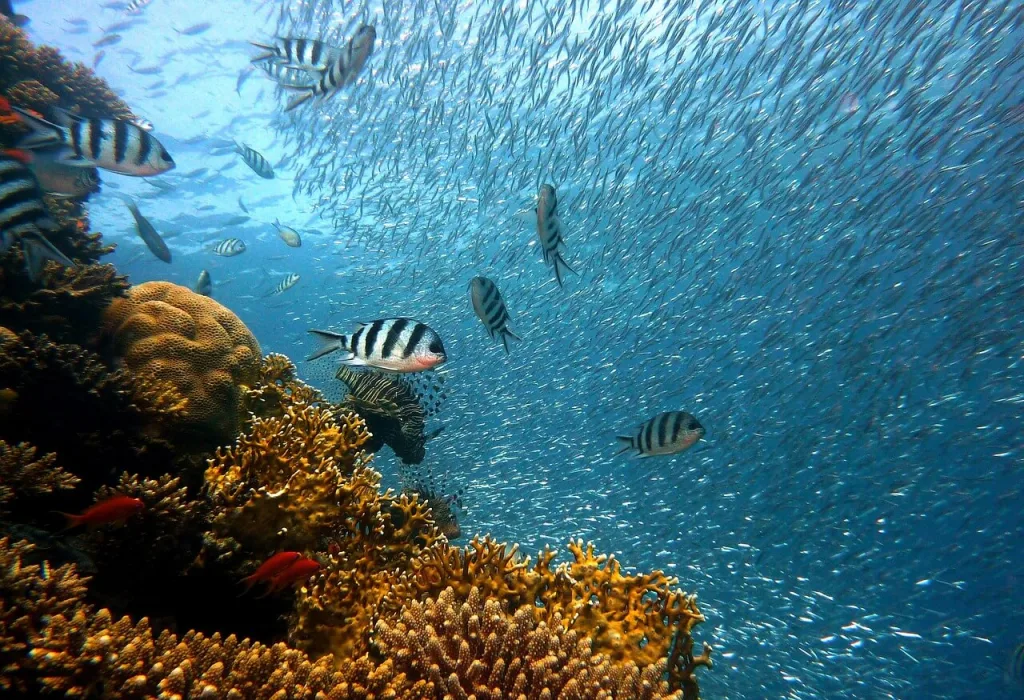 ¿Cómo se comunican los peces?