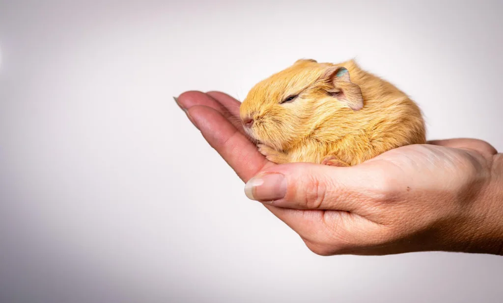 ¿Es posible llevar a un roedor conmigo a todas partes como mascota?