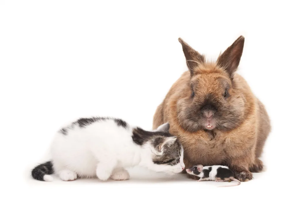 ¿Es una buena idea tener un roedor como mascota si ya tengo un perro o gato?