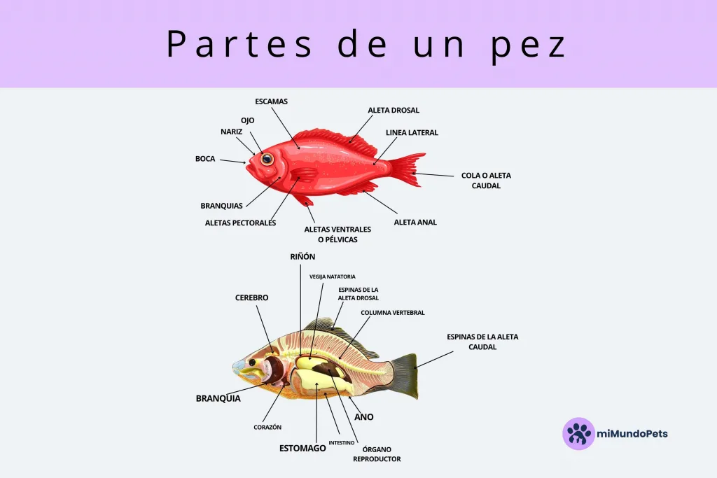 Partes de un pez