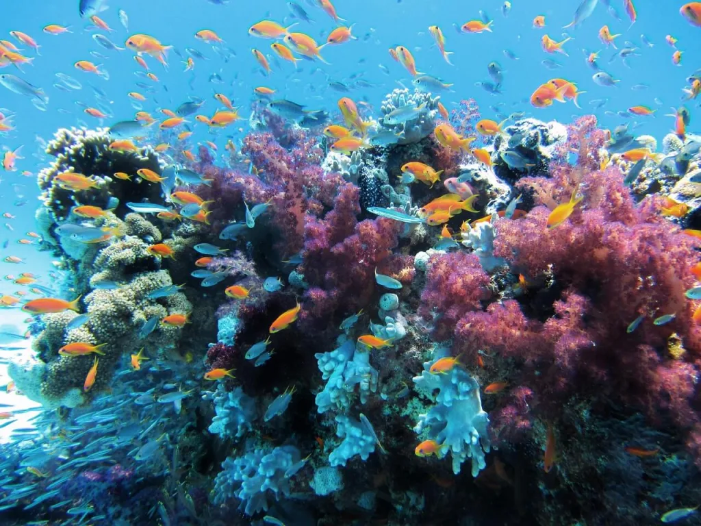 Peces de agua salada o del mar