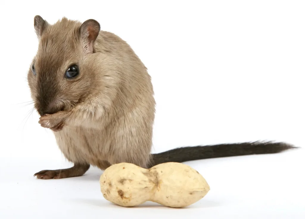 Características físicas de los roedores